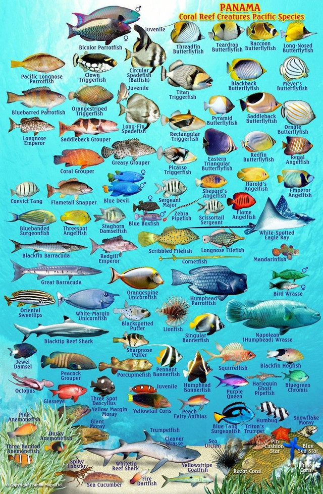 Reef Fish ID - Galapagos | Scuba Gear Canada