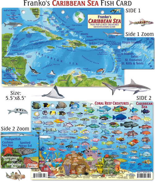 Caribbean Fish Card, Caribbean Mini Fish Card 2009 by Frankos Maps Ltd.