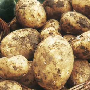 Wilja Potatoes 25kg Wilja Potatoes 25kg