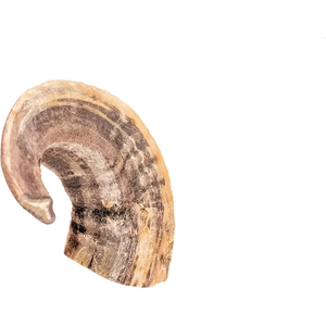 Ram Horn 1kg Ram Horn 1kg