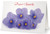 Delta Sympathy card - Five  African Violets - African Violet Green Leaves - Delta Condolences - Soror in Bereavement - Sorority Sisters - Delta Ladies - Delta Sigma Theta -  SOROR - Delta Sigma Theta Sorority, Inc.