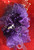 African violet corsage for Deltas - DESIGNS WILL VARY - ALANA - African violets - ribbon and pearls - African violet corsage - Purple ribbon - Floral clusters on an medium-length leaf - Delta Sigma Theta African Violet Corsage