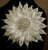 Large White solid Ribbon Corsage  - Evangeline2 - Starlight White layered RIBBON  corsage - Elegant Satin White Ribbon Corsage -2”PEARL CENTER-   Satin Ribbon Corsage