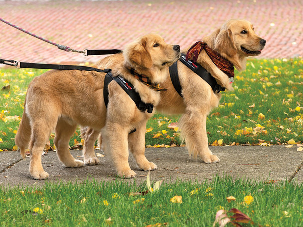WeatherTech Pet Safety Harness | Adjustable Pet Dog Car Seat Belt Leash Travel Lead