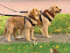 WeatherTech Pet Safety Harness | Adjustable Pet Dog Car Seat Belt Leash Travel Lead