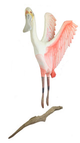 Roosting Spoonbill- front