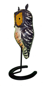 Small owl, Small Great Horned owl, Great Horned owl