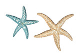 Dimple & Dots Starfish