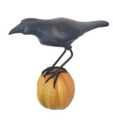 Crow on Pumpkin