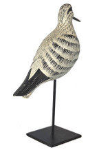 Willet Shorebird