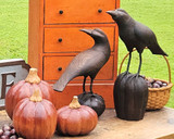 Mahogany Pumpkins and Sho-Shugi Ban Crows