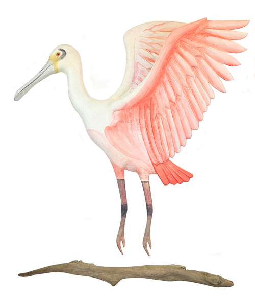 Roosting Spoonbill