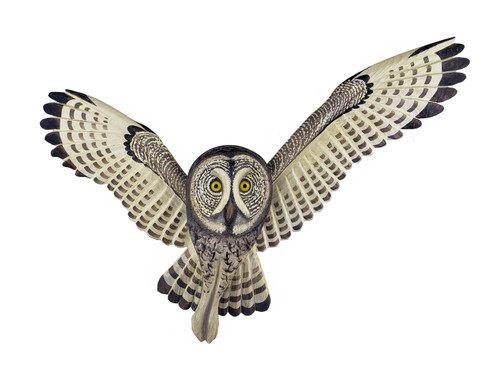 Flying Great Gray Owl