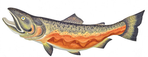 Chinook  'King' Salmon