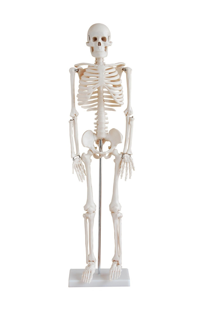 Skeleton 85cm