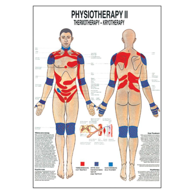 Anatomical Charts