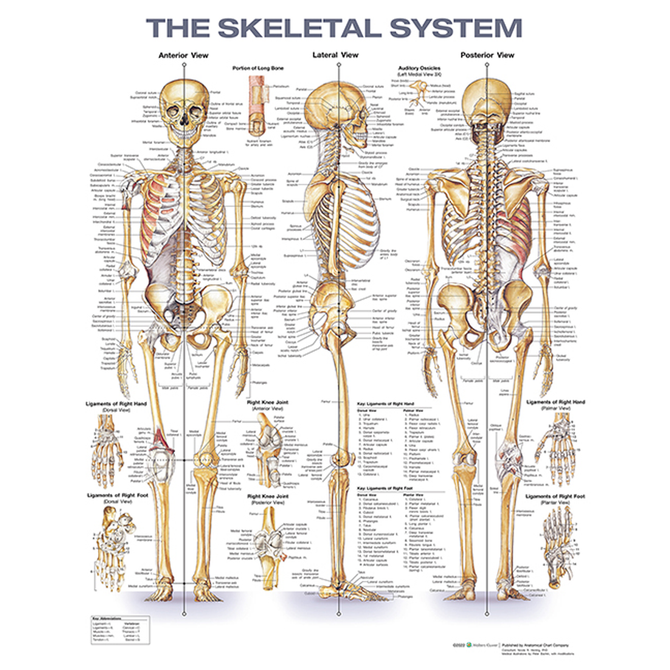 Anatomical Charts