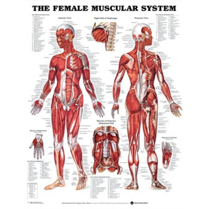 Anatomical Charts