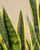 Snake Plant