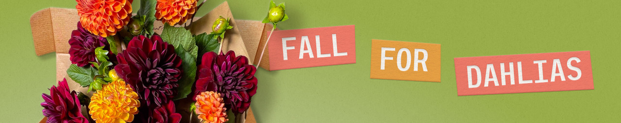 Fall For Dahlias