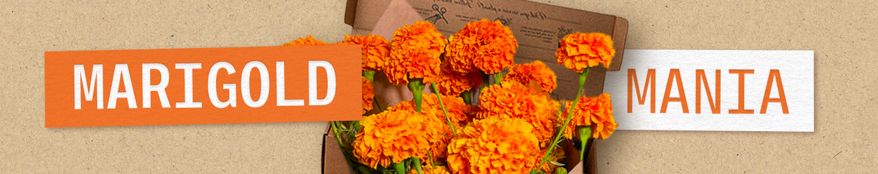 Marigold Mania