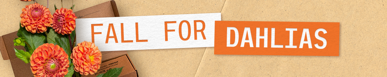 Fall For Dahlias
