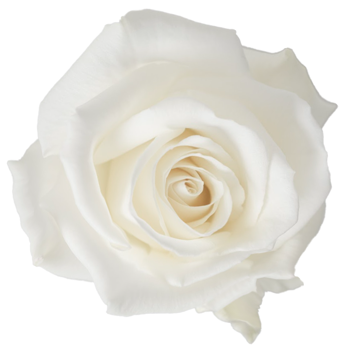 White Rose - Albuquerque Flower Market