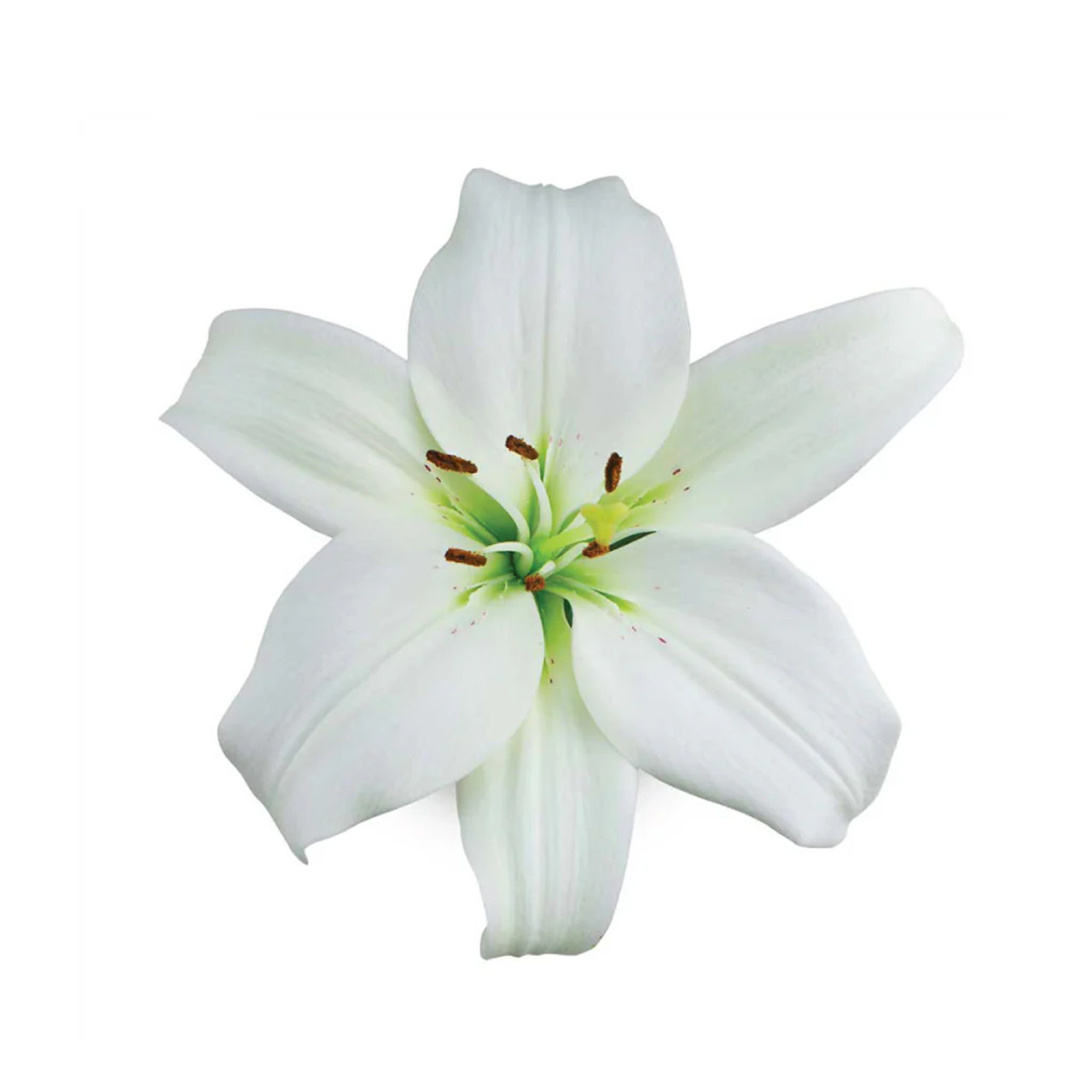 White Asiatic Lily – Bulk Flowers | Albuquerque NM