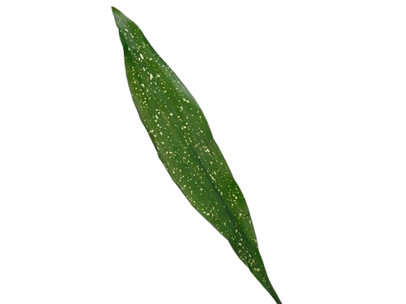 Milky Way Aspidistra  Bulk Foliage | Albuquerque NM