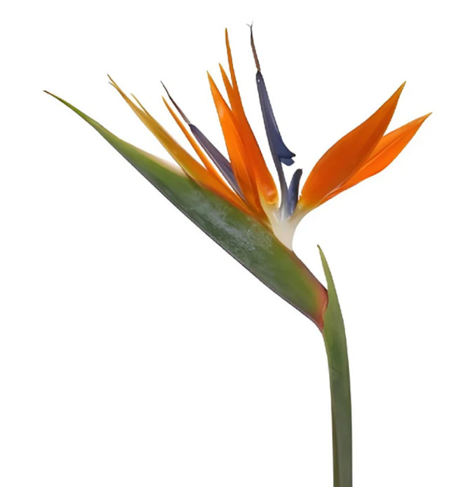Birds of Paradise – Bulk Tropical Flowers | Albuquerque NM