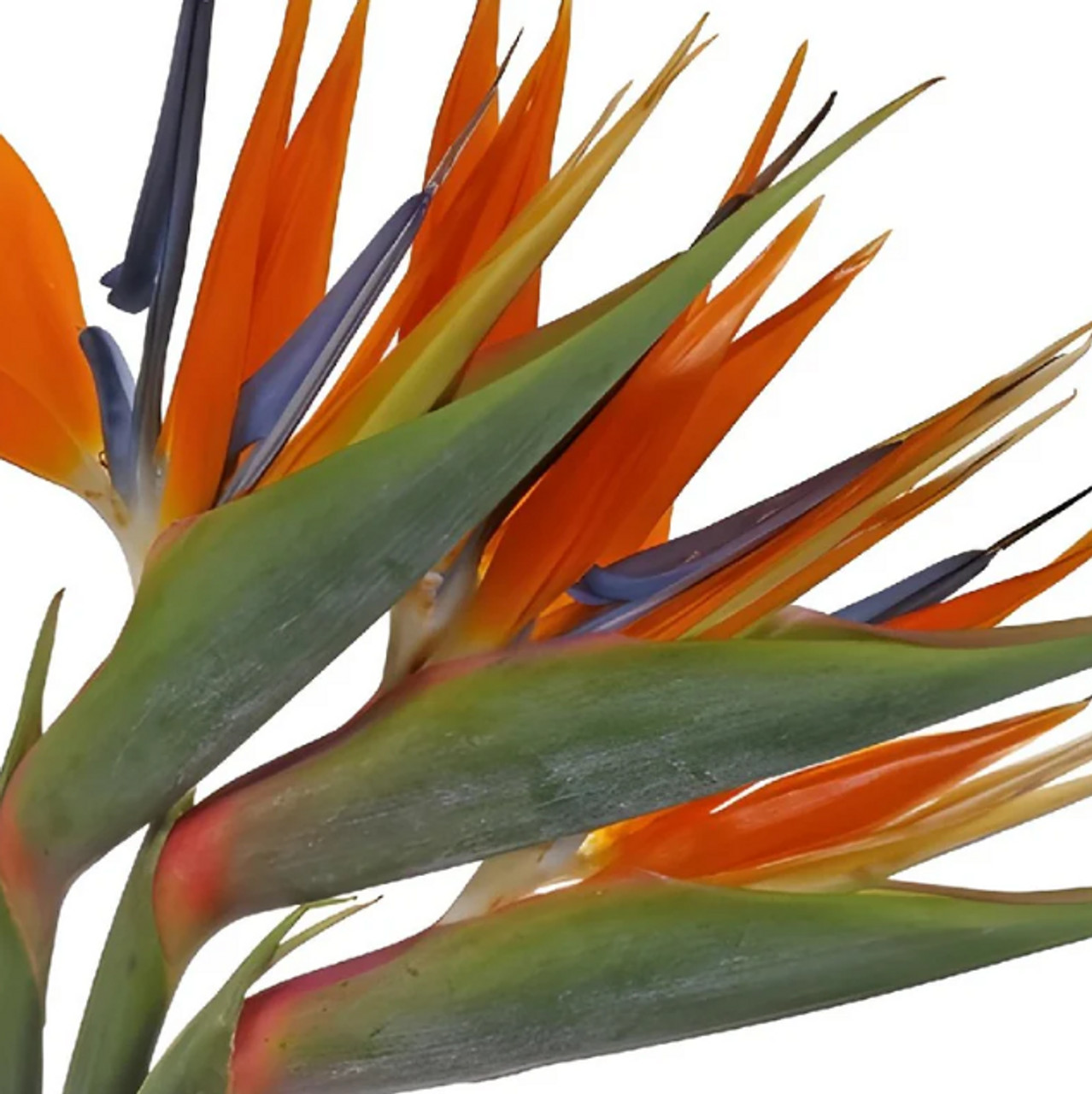 Birds of Paradise – Bulk Tropical Flowers | Albuquerque NM