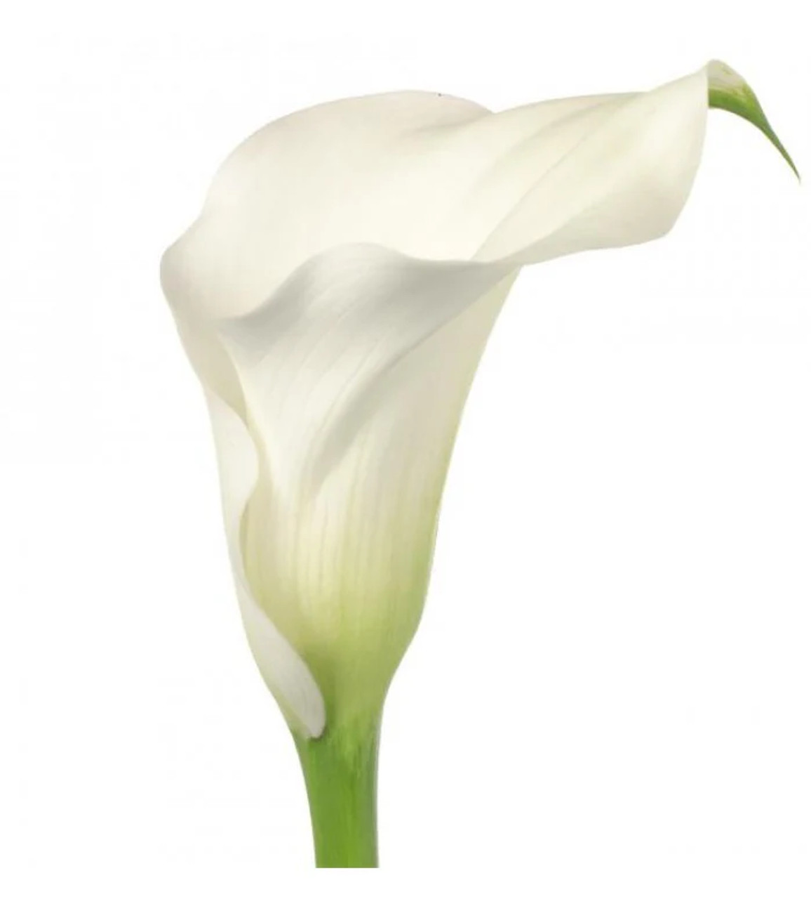 White Large Calla Lily  Bulk Flowers | Albuquerque NM