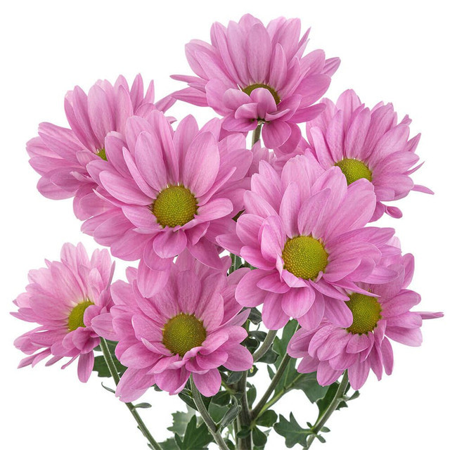 Lavender Daisy Chrysanthemum – Bulk Flowers | Albuquerque NM