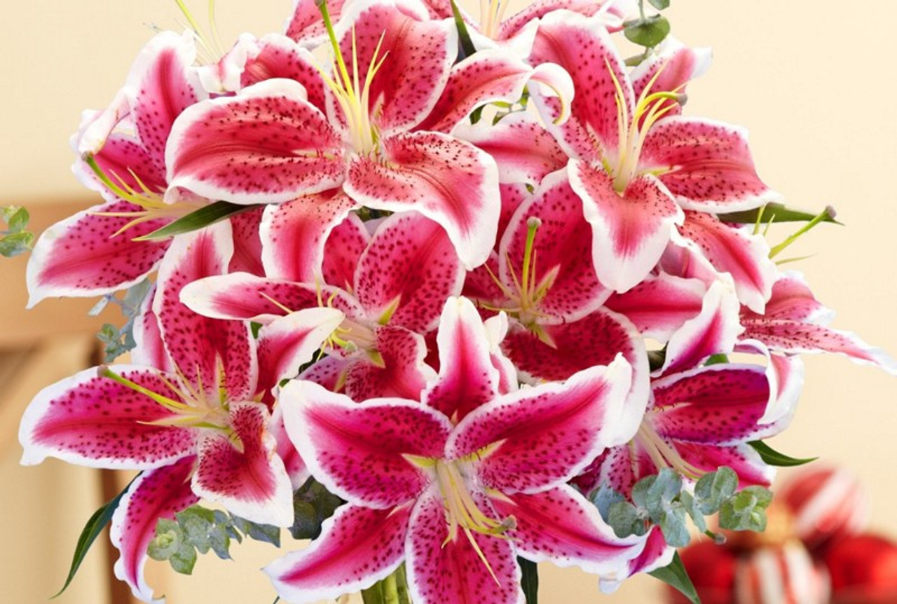 pink star gazer lilies