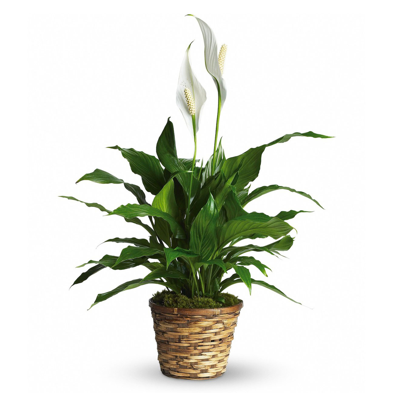 Spathiphyllum (Peace Lily)