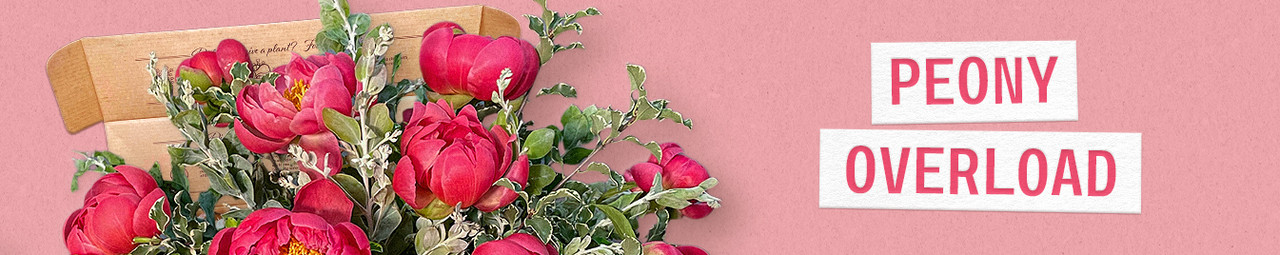 Peony Overload
