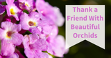Thank a Friend With Beautiful Orchids