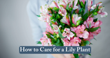 How to Care for a Lily Plant