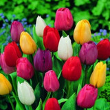 Wholesale Flowers Albuquerque: The Smart Way to Source Event Blooms