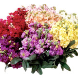 Where to Buy Wholesale Flowers: Albuquerque Shop for Events, DIY Projects, and Bulk Orders