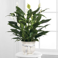 Best Florist in Albuquerque, NM: Father’s Day Flower and Plant Gifts for Every Dad