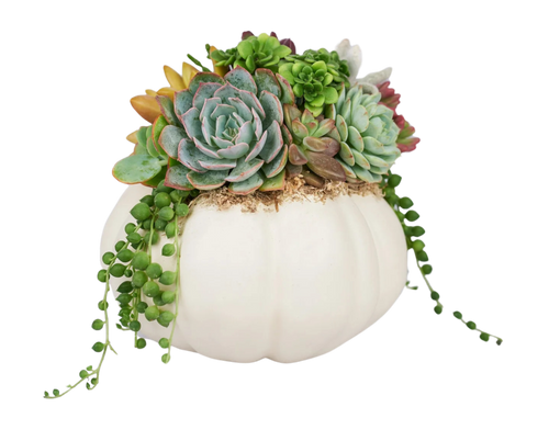 Oh My Gourd Oh My Gourd