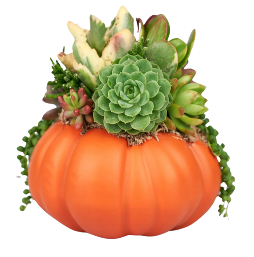 Gourd Vibes Only Gourd Vibes Only