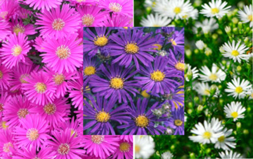 Asters