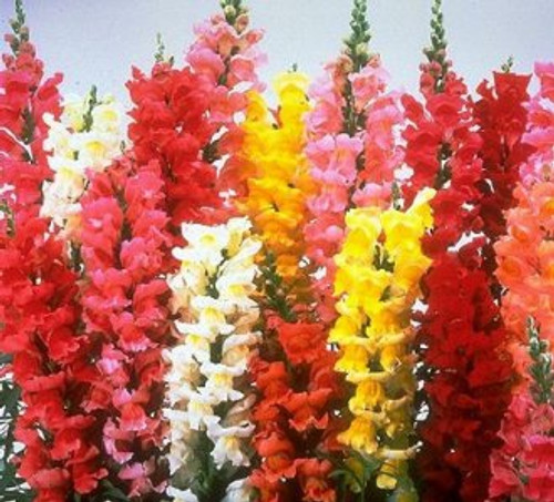 Snapdragons Snapdragons