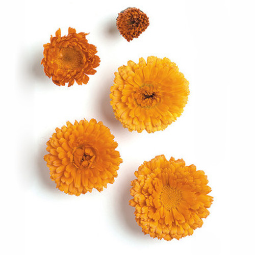 Marigold