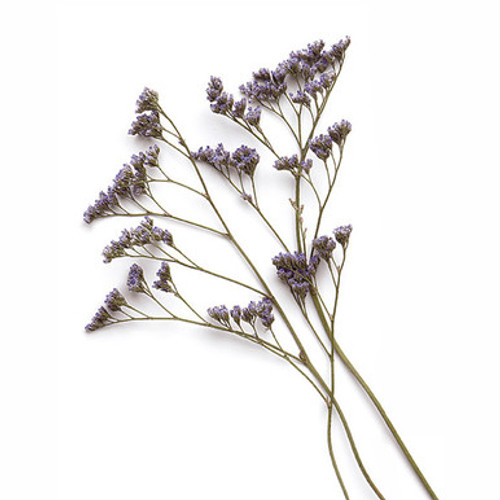 Limonium