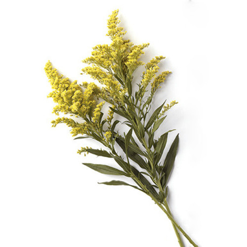 Solidago