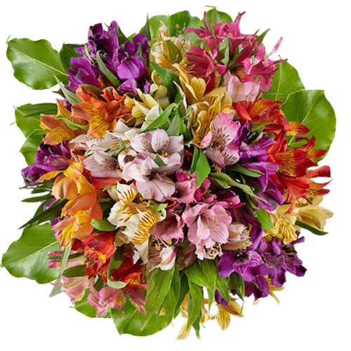 Peruvian Petals bouquet at Albuquerque Flower Market — 20 stems of colorful mixed Alstroemeria lilies.