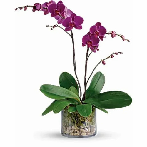 Purple Drip is a striking purple Phalaenopsis orchid in a modern glass cylinder. Bold, elegant, and easy to care for—perfect for gifting or home decor. Purple Drip is a striking purple Phalaenopsis orchid in a modern glass cylinder. Bold, elegant, and easy to care for—perfect for gifting or home decor.